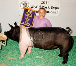 Hamp Gilts